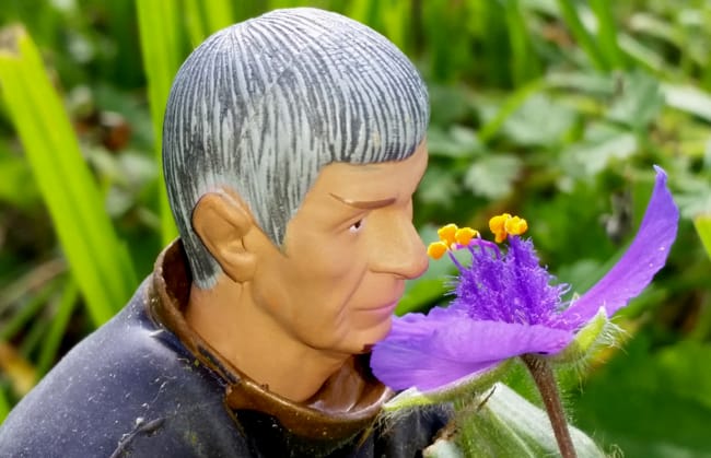 Spocks melling flower